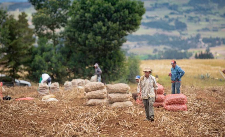 Área cultivada en Colombia creció 2,7 % en 2023 y la producción aumentó 2,4 %, clave para la seguridad alimentaria en el país