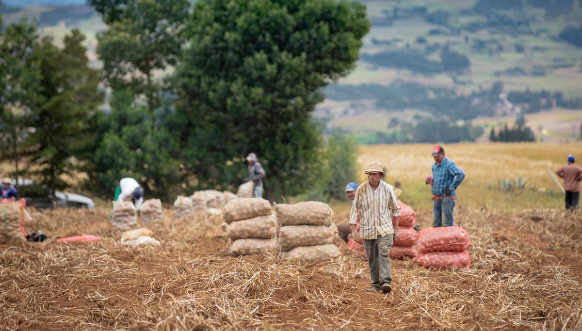 Área cultivada en Colombia creció 2,7 % en 2023 y la producción aumentó 2,4 %, clave para la seguridad alimentaria en el país