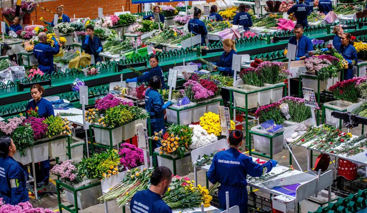 El Esfuerzo de miles de trabajadores de la floricultura y un plan logístico permitirán celebrar San Valentin con Flores de Colombia