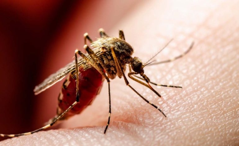 Nueva EPS: todo lo que debe saber de la vacuna de Fiebre Amarilla y cómo acceder de manera inmediata