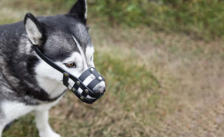 Secretaría de Salud activa protocolo tras ataque de perros en Bosa