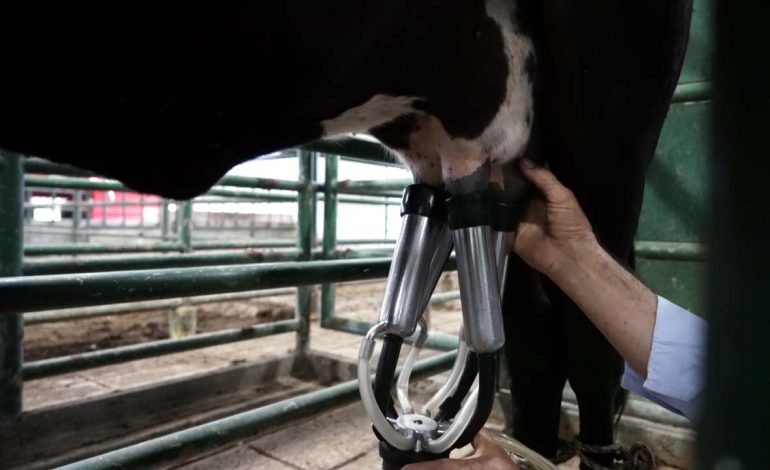 Carne, vísceras, animales vivos y lácteos llegaron a más de 25 países y totalizaron USD 137,3 millones en 1er trimestre