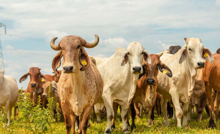 Colombia tiene 29,5 millones de cabezas de ganado y más de un millón de empleos generados por la carne bovina