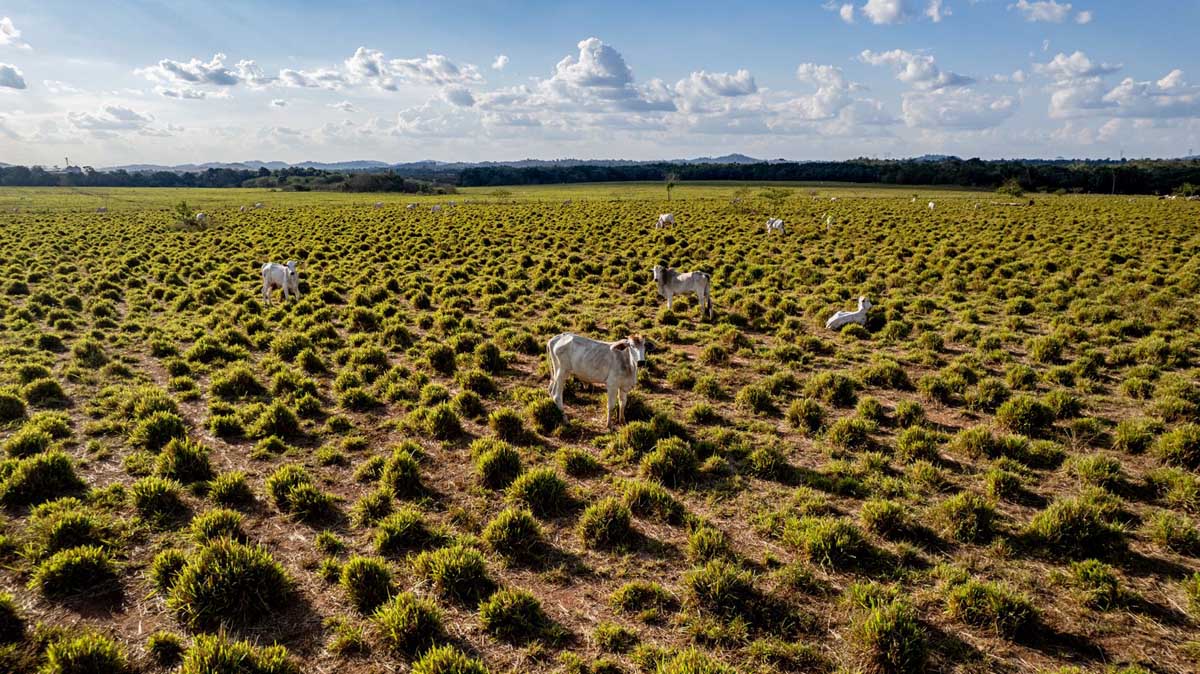 Colombia pone la naturaleza en el centro de la conversación sobre su futuro